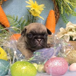 Fawn Boy - Fawn male Pug puppy in Tulsa, Oklahoma from Locust Creek Pugs
