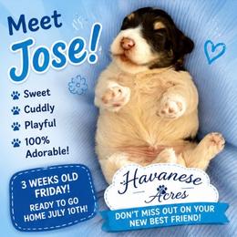 Jose - Chocolate male Havanese puppy in Hawthorne, Florida from Havanese Acres