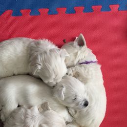 West Highland White Terrier Puppies from Sand Dollar Westies of Delaware
