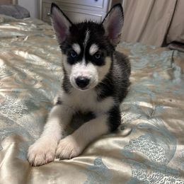 Luna - Black and white Siberian Husky puppy in Southfield, Michigan from Dave’s Huskies