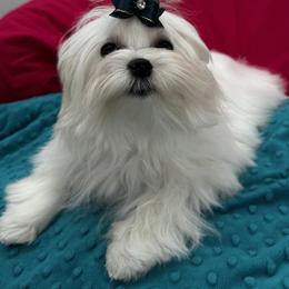 Tia - White female Maltese puppy in Phoenix, Arizona from Bella Dolce Maltese