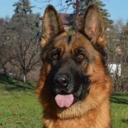 Sena von dem Herrcsher - Black and red female German Shepherd puppy in Hawthorne, Florida from Lace's High Flying German Shepherds And Golden Retrievers