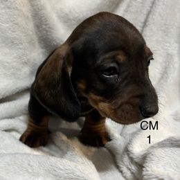 CM1 - Wild boar male Dachshund puppy in South Carolina from Purebred Dachshunds