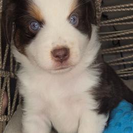 Petey - Red tri male Miniature Australian Shepherd puppy in Lincoln, California from Elegant Aussies