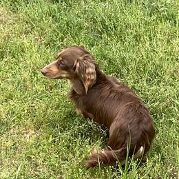 Rufus - Dachshund