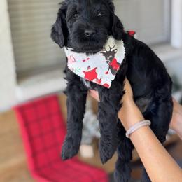 Goldendoodle Puppies from Wrigley's Doodles