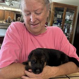 Boy 2 - AKA Harley is reserved  (Thanks Lynn) - Black and red male German Shepherd puppy in Galt, California from At Redwood Runs