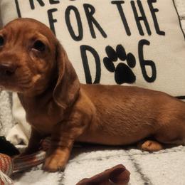 Dachshund Puppies from Darling Dachshunds