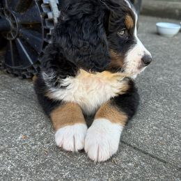 Bernedoodle Puppies from Buckingham's Bernedoodle Buddies