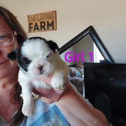 Shih Tzu Puppies from Karen Elliott