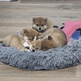 Shiba Inu Puppies from Diwasou