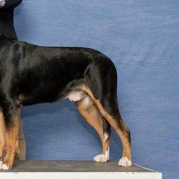 Greater Swiss Mountain Dogs from Dahlgren Swissys