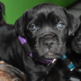 Purple - Black female Cane Corso puppy in Sault Ste Marie, Michigan from Willow Creek Cane Corsos