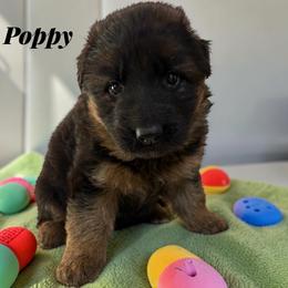 Poppy - Black and red female German Shepherd puppy in Beaverdam, Virginia from Mayhew German Shepherds (formerly B&R Kennel)