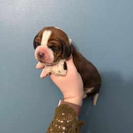 Rubeus Hagrid - Mahogany and white male Basset Hound puppy in Leroy, Michigan from Iron Sentry Farms