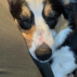 Pembroke Welsh Corgi Puppies from Northwynd Corgis