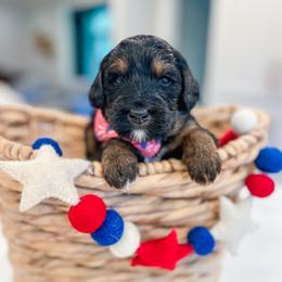Linus - Tri-color male Bernedoodle puppy in Sulphur, Louisiana from Curly Q’s Of Carlyss