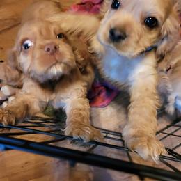 Cocker Spaniels from Postalspaniel of Many Colors