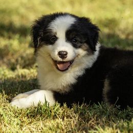 Boy 1 - Black tri male Miniature American Shepherd puppy in Franklinville, North Carolina from Fine Hill Miniature Americans