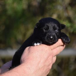 Black female - Black female German Shepherd puppy in Mariana, Florida from Haus M Godwin