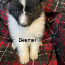 Shetland Sheepdog Puppies from MacGregor Shelties