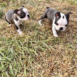 Boston Terrier and French Bulldog Puppies from 3B Kennels-Beth’s Best Boston’s