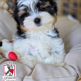 Biewer Terrier and Yorkshire Terrier Puppies from Corazon de gigante
