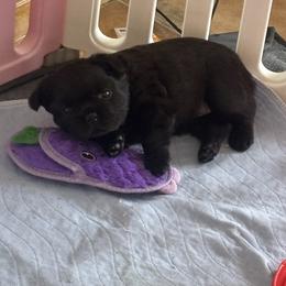 French Bulldog Puppies from EG Bullies