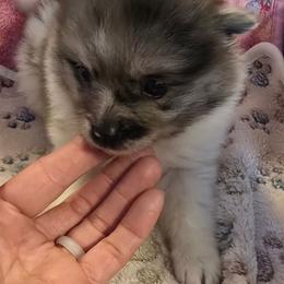 Raven - Blue merle female Pomeranian puppy in Pickton, Texas from Mandy's Precious Poms