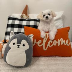 Dachshund, Mal-Shi, and Morkie Puppies from Woodpecker Ridge Pups