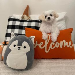 Dachshund, Mal-Shi, and Morkie Puppies from Woodpecker Ridge Pups