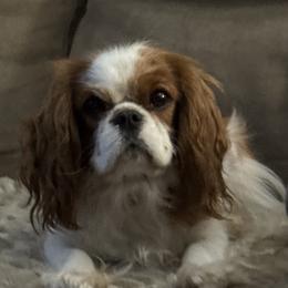 Ava - Cavalier King Charles Spaniel