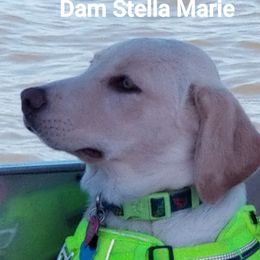 Stella Marie - Labrador Retriever