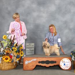 "Goldie RTBCA 2022 Best of Opposite" Russian Tsvetnaya Bolonka All Grown Up from Debby's Bolonkas