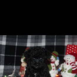 Poodle and Schnoodle Puppies from Marlens.poodles