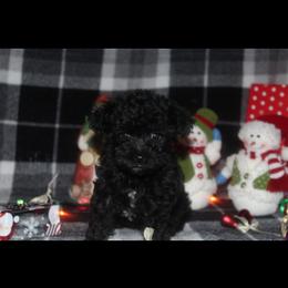 Poodle and Schnoodle Puppies from Marlens.poodles
