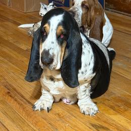 Ellie - Basset Hound