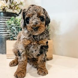 Aspen - Blue merle female Aussiedoodle puppy in Flagstaff, Arizona from Gunstock Doodles