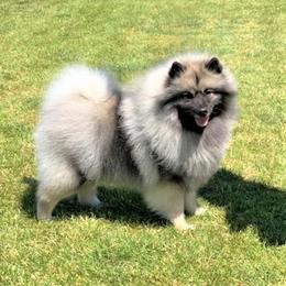 Keeshond All Grown Up from Enchanted Keeshond