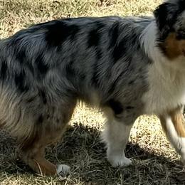 Sky - Miniature American Shepherd