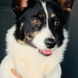 American Corgi puppies from The Comma Corgis