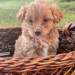 Poodle Puppies from Kindred Companions Toy Doodles
