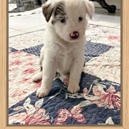 Mini Aussie Girl 6 - Red merle female Miniature Australian Shepherd puppy in Pensacola, Florida from TNT MINI AUSSIES
