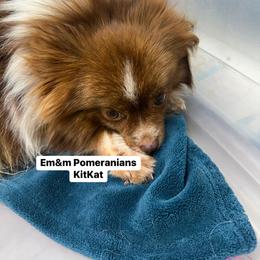 KitKat - Pomeranian