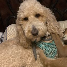 Scout - Goldendoodle