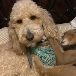 Scout - Goldendoodle