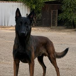 Jigsaw - Belgian Malinois