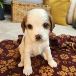 Girl 4 - female Cavapoo puppy in Highland, Utah from Angel Pups Deluxe