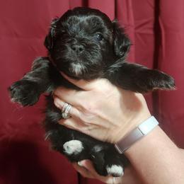 Cocoa - Brown male Shichon puppy in Imperial, Missouri from Shichon Teddybear  puppies of Miss