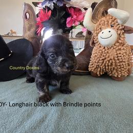 LHB - Black male Dachshund puppy in Cedar City, Utah from Country Doxies